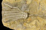 Multiple Crinoid & Bryozoan Fossil Plate - Anna, Illinois #94765-4